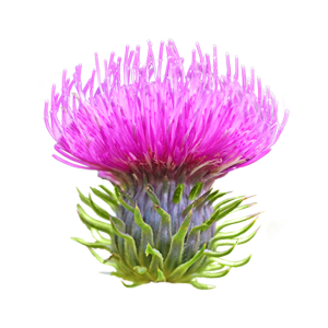 Có các nghiên cứu lâm sàng  với Sili + E